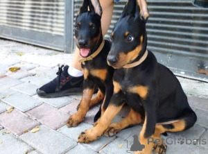 Фото №1. доберман - купить в Бернбург за договорная. Объявление №162206