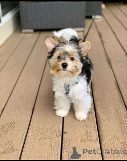 Фото №3. Yorkie Puppies на продажу 12 недель, у них есть выстрелы/Deworming, AKC.  Германия