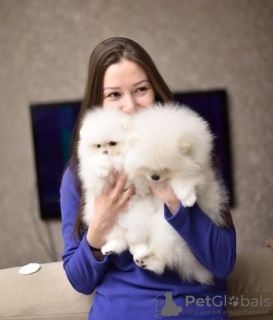 Фото №3. Щенки померанского шпица.  Нидерланды