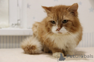 Фото №4. Продам  в Минске из приюта - цена Бесплатно