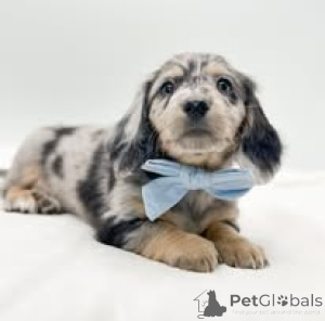 Фото №4. Продажа таксу в Амстердам частное объявление, заводчик - цена 64937₽