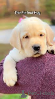 Фото №3. Продаются щенки лабрадора-ретривера.  Великобритания