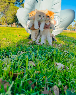 Фото №2 к объявлению №163493 о продаже британская короткошёрстная - купить в Швейцарии из приюта