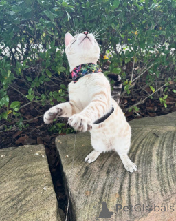 Фото №2 к объявлению №152739 о продаже бенгальская - купить в Швейцарии частное объявление