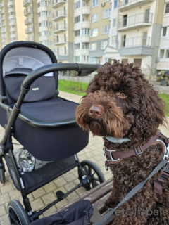 Фото №2 к объявлению №144856 о продаже лабрадудля - купить в США заводчик