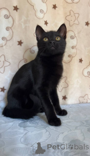 Фото №3. Славный котик Мистик. Беларусь