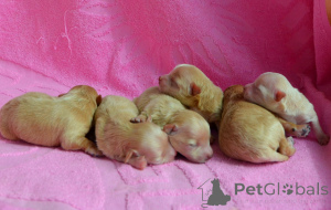 Фото №1. мальтипу - купить в Киеве за 134802₽. Объявление №167463