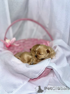 Фото №4. Продажа мальтипу в Абу -Даби частное объявление - цена 139151₽