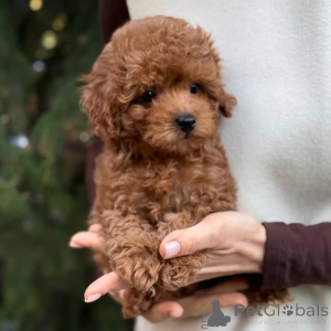 Фото №1. померанский шпиц - купить в Бамберг за 59043₽. Объявление №166803