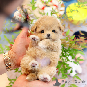 Фото №2 к объявлению №152225 о продаже мальтипу - купить в США заводчик