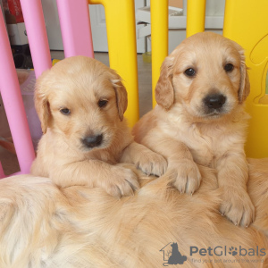 Фото №3. Beautiful golden retriever for free adoption.  Германия