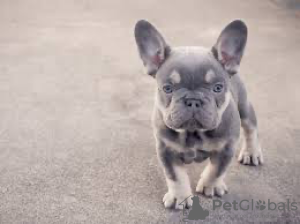 Фото №2 к объявлению №87064 о продаже французского бульдога - купить в США частное объявление
