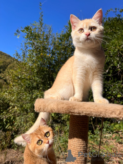 Фото №1. британская короткошёрстная - купить в Геленджике за Бесплатно. Объявление №154748