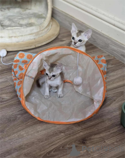 Фото №1. сингапурская - купить в Эркнер за 32468₽. Объявление №155127