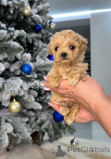 Фото №1. пудель (той) - купить в Глазго за 27830₽. Объявление №161535