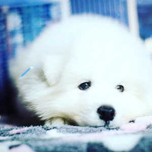 Фото №2 к объявлению №4141 о продаже самоедскую собаку - купить в России частное объявление