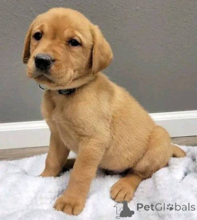 Фото №2 к объявлению №157839 о продаже лабрадор-ретривера - купить в Великобритании частное объявление