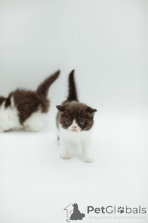 Фото №2 к объявлению №144556 о продаже персидская - купить в Германии заводчик