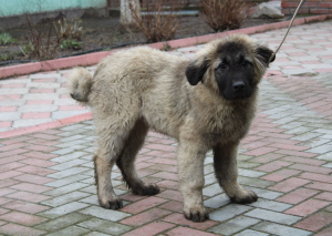 Фото №3. кавказские овчарки,щенкам 4 месяца,с метрикой КСУ/FCI.  Украина