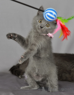 Фото №1. русская голубая - купить в Хельсинки за 23192₽. Объявление №154774