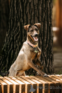 Фото №4. Продажа беспородную в Москве реке  - цена Бесплатно