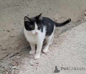 Фото №2 к объявлению №146129 о продаже  - купить в России 