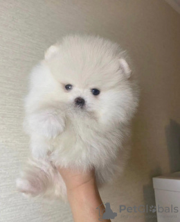 Фото №2 к объявлению №103474 о продаже померанского шпица - купить в Эстонии 