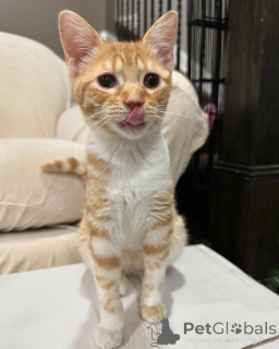 Фото №1. беспородная - купить в Мюнхене за 46384₽. Объявление №150614