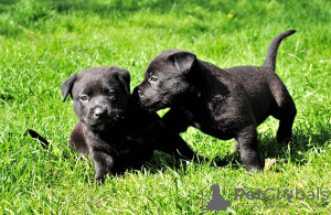 Дополнительные фото: Великолепные щенки черного лабрадора