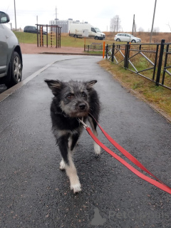 Фото №3. Ласковая собачка-домовёнок.  Россия