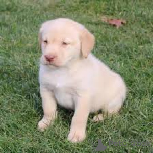 Фото №3. Лабрадор-ретривер Welpen zu verkaufen.  Великобритания