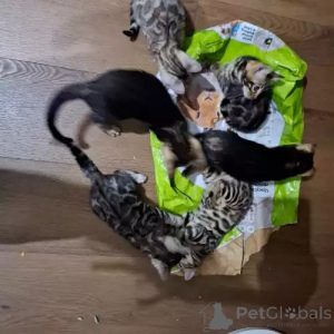 Фото №1. бенгальская - купить в Герцогство Лауэнбург за 35251₽. Объявление №167267