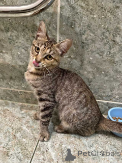 Фото №4. Продам  в Москова частное объявление - цена Бесплатно