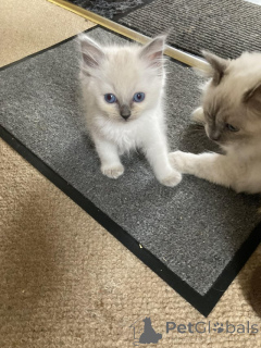 Фото №2 к объявлению №160994 о продаже рэгдолл - купить в Австрии частное объявление