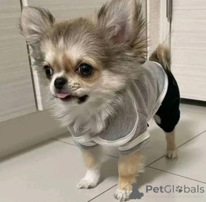 Фото №1. чихуахуа - купить в Хельсинки за 46384₽. Объявление №165318