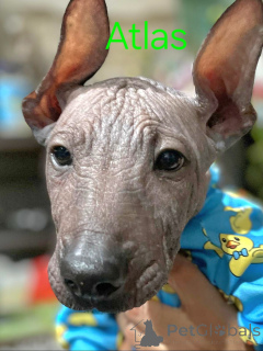 Фото №3. Cuccioli di Xoloitzcuintli (Cane Nudo Messicano).  Италия