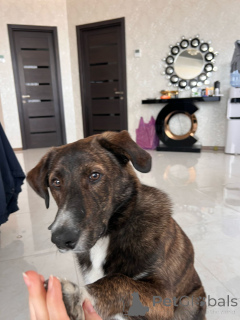 Фото №2 к объявлению №138549 о продаже беспородную - купить в Грузии частное объявление, заводчик