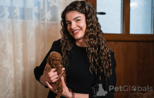 Фото №4. Продажа пуделя (той) в Vilovo заводчик - цена договорная