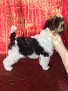 Фото №2 к объявлению №4374 о продаже бивер-йоркширского терьера - купить в Беларуси из питомника