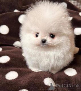 Фото №2 к объявлению №164061 о продаже  - купить в Польше 