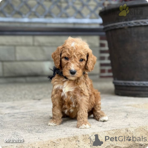 Фото №4. Продажа пуделя (королевского) в Индиана из приюта - цена 246413₽