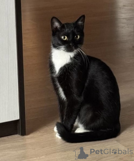 Фото №2 к объявлению №157486 о продаже  - купить в Беларуси частное объявление