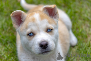 Фото №4. Продажа беспородную в Glasgow заводчик - цена 64937₽