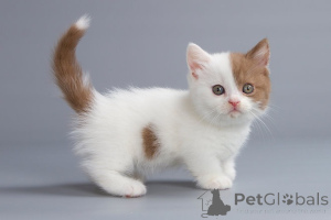 Фото №1. манчкин - купить в Берлине за 22467₽. Объявление №155492