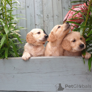 Фото №3. Beautiful golden retriever for free adoption.  Германия