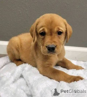 Фото №1. лабрадор-ретривер - купить в Йоркли за договорная. Объявление №157839