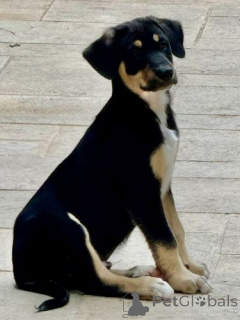 Фото №3. Очаровательные голые щенки Мексики (Xoloitzcuintle).  Бельгия