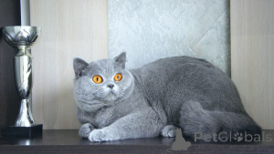 Фото №2 к объявлению №144300 о продаже британская длинношёрстная - купить в Великобритании заводчик