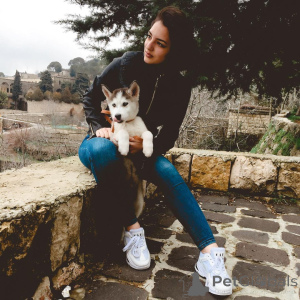 Фото №3. Щенки сибирского хаски игривые, любопытные и очаровательные компаньоны. С их.  Чехия