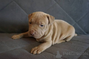 Фото №4. Продажа бультерьера в Knjazevac  - цена договорная